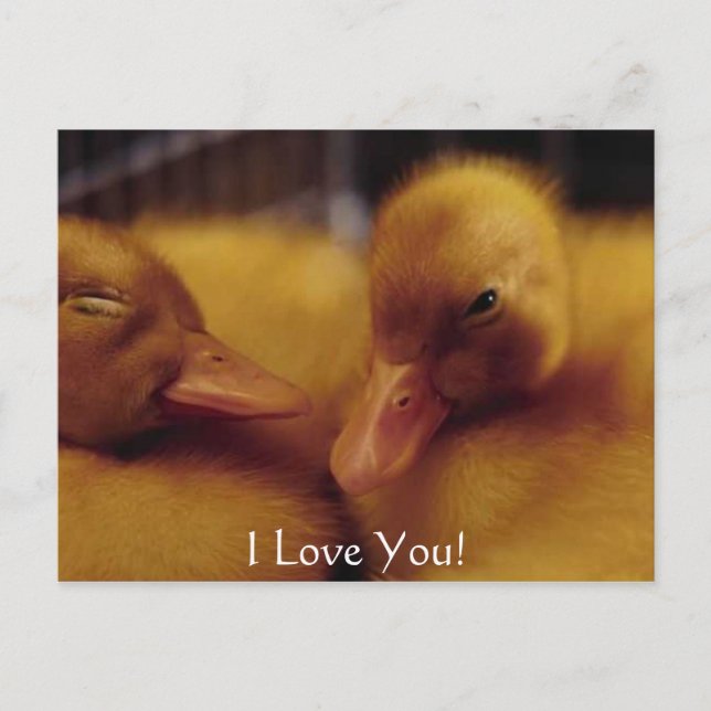 Cute baby ducks holiday postcard (Front)