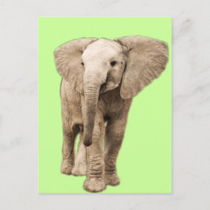 Cute Baby Elephant Postcard
