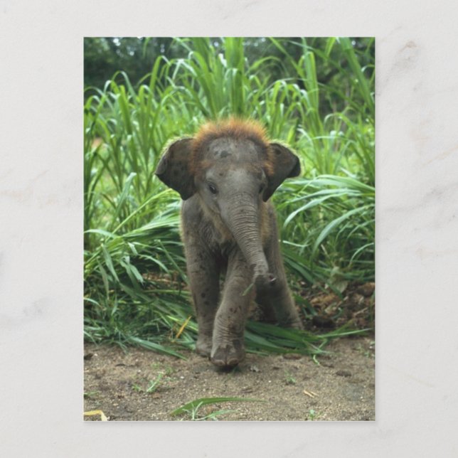 Cute Baby Elephant Postcard (Front)