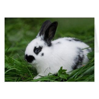 Cute Baby English Bunny Rabbit - Baby Animals