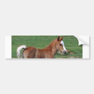 Cute Baby Foal Destiny Gifts Springtime Adorable Bumper Sticker