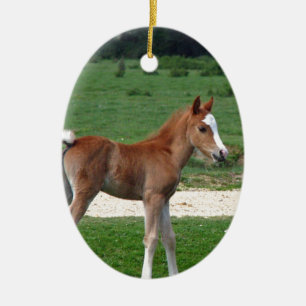 Cute Baby Foal Destiny Gifts Springtime Adorable Ceramic Tree Decoration