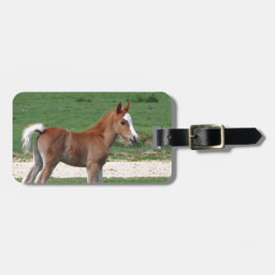 Cute Baby Foal Destiny Gifts Springtime Adorable Luggage Tag