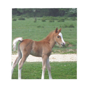 Cute Baby Foal Destiny Gifts Springtime Adorable Notepad