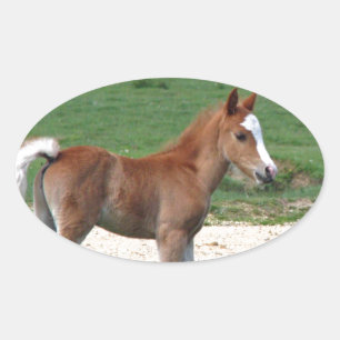 Cute Baby Foal Destiny Gifts Springtime Adorable Oval Sticker