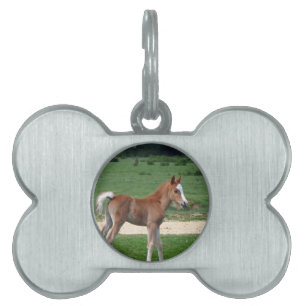 Cute Baby Foal Destiny Gifts Springtime Adorable Pet ID Tag