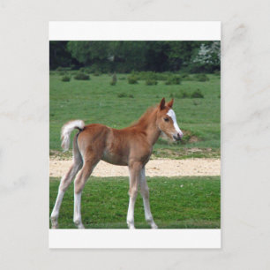 Cute Baby Foal Destiny Gifts Springtime Adorable Postcard
