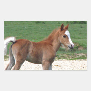 Cute Baby Foal Destiny Gifts Springtime Adorable Rectangular Sticker