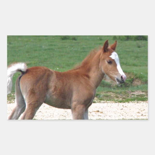 Cute Baby Foal Destiny Gifts Springtime Adorable Rectangular Sticker (Front)