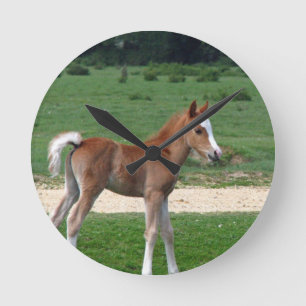 Cute Baby Foal Destiny Gifts Springtime Adorable Round Clock