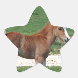 Cute Baby Foal Destiny Gifts Springtime Adorable Star Sticker