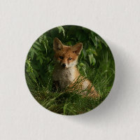 Cute Baby Fox in a Green Forest