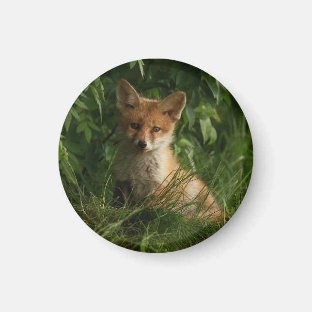  Cute Baby Fox in a Green Forest Magnet (Front)
