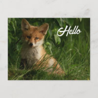 Cute Baby Fox in a Green Forest