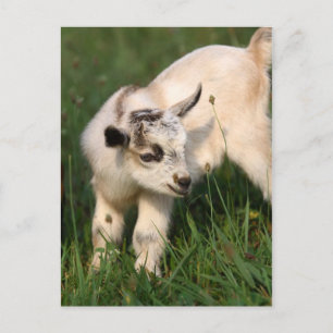 Cute Baby Goat Postcard