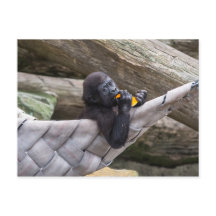 Cute baby gorilla eating and looking at you