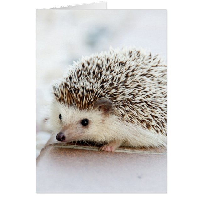 Cute Baby Hedgehog (Front)