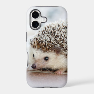 Cute Baby Hedgehog