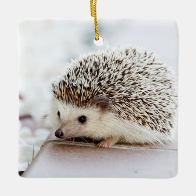 Cute Baby Hedgehog Animal Ceramic Tree Decoration (Front)