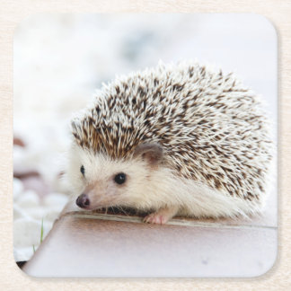 Cute Baby Hedgehog Animal Square Paper Coaster