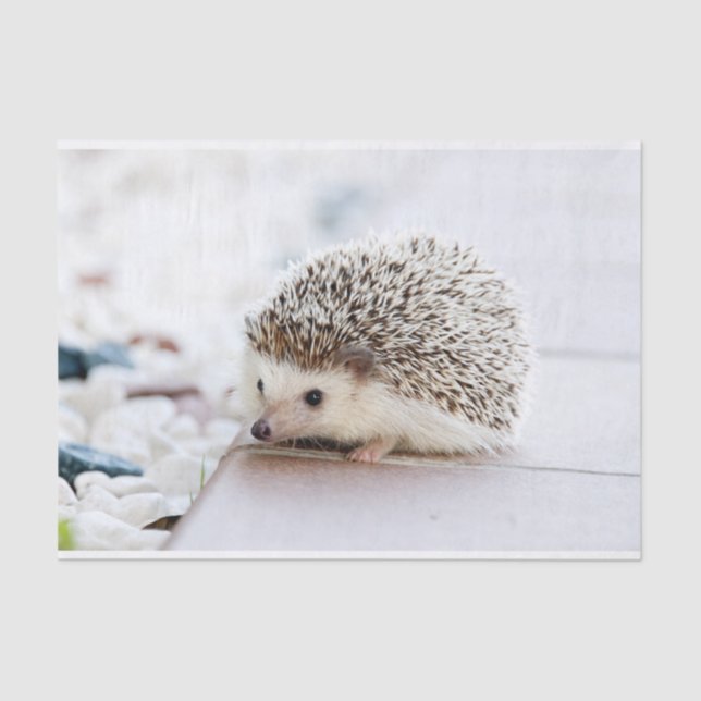 Cute Baby Hedgehog Animal Tissue Paper (Front)