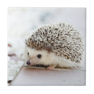 Cute Baby Hedgehog Ceramic Tile