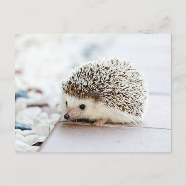 Cute Baby Hedgehog Postcard (Front)