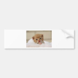 Cute baby kitten in white towel. bumper sticker