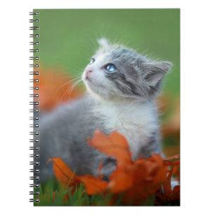 Cute Baby Kittens Playing Outdoors in the Grass Notebook