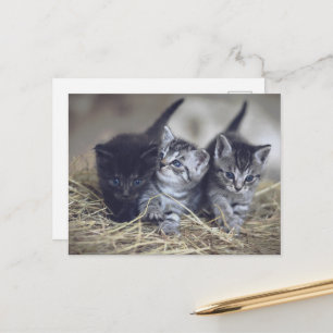 cute baby kittens postcard