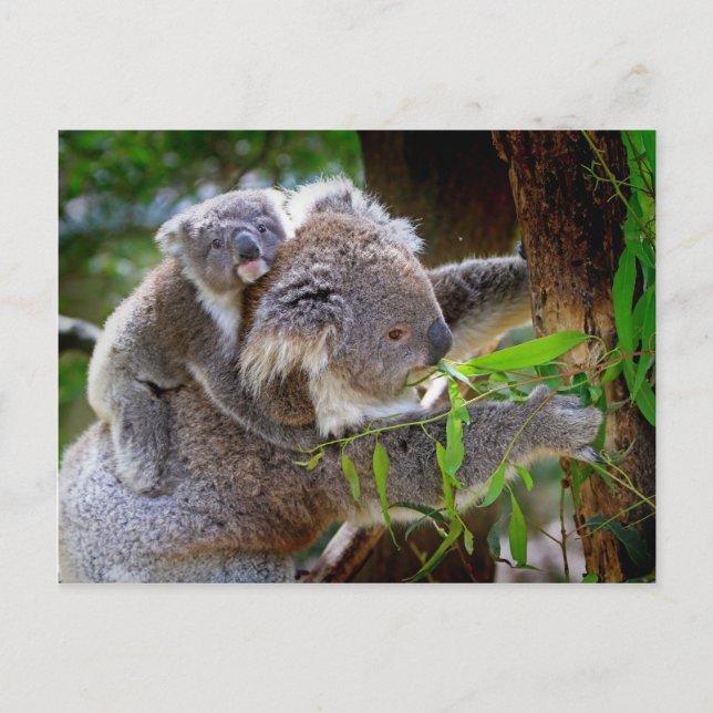 Cute baby koala bear with mum in a tree postcard (Front)