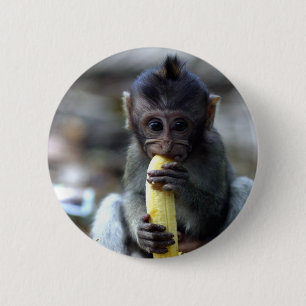 Cute baby macaque monkey eating banana 6 cm round badge