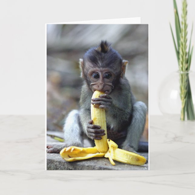 Cute baby macaque monkey enjoying banana card (Front)