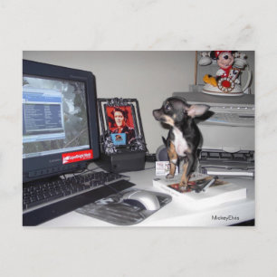 Cute Baby MickeyElvis 1 Postcard