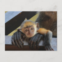 Cute Baby Monkey in Mum's Arms Photo from Borneo