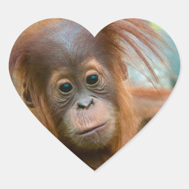Cute Baby Orangutan looking straight ahead Heart Sticker (Front)