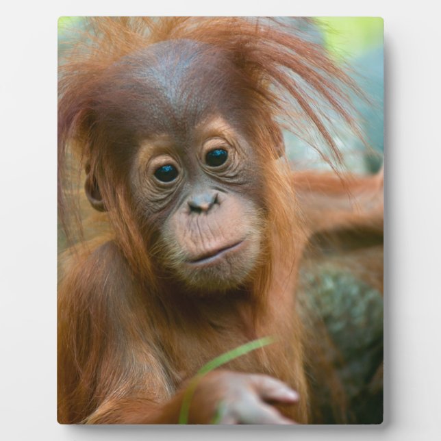 Cute Baby Orangutan looking straight ahead Plaque (Front)