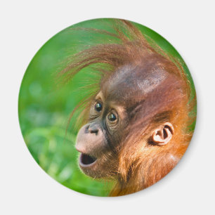 Cute baby orangutan looks on in wonder magnet