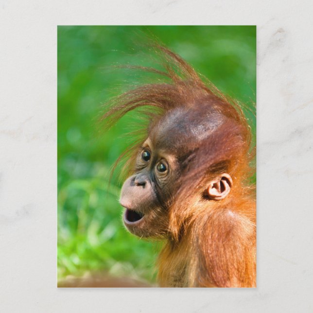 Cute baby orangutan looks on in wonder postcard (Front)