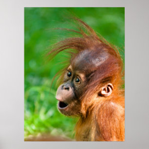 Cute baby orangutan looks on in wonder poster