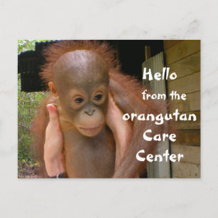 Cute Baby Orangutan Orphan Postcard