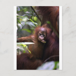 Cute baby orangutan Sumatra Postcard