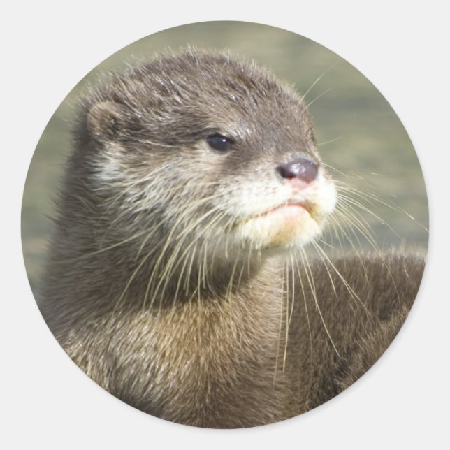 Cute Baby Otter Classic Round Sticker (Front)