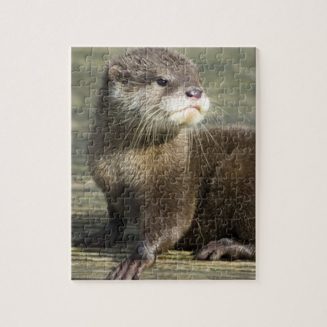 Cute Baby Otter Jigsaw Puzzle (Vertical)