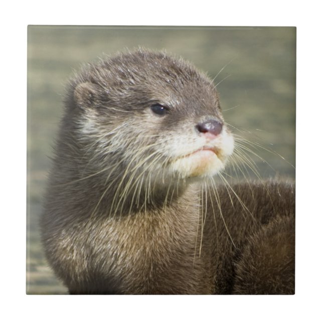Cute Baby Otter Tile (Front)