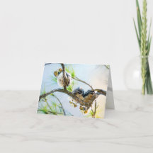 Cute Baby Owls Blank All Occasion
