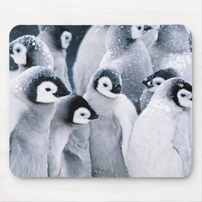 cute baby penguin penguins design mouse pad (Front)
