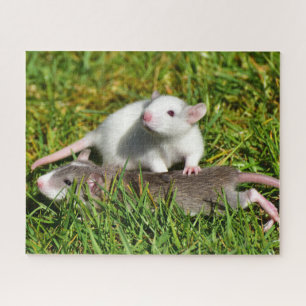 Cute Baby Pet Rats in the grass Jigsaw Puzzle