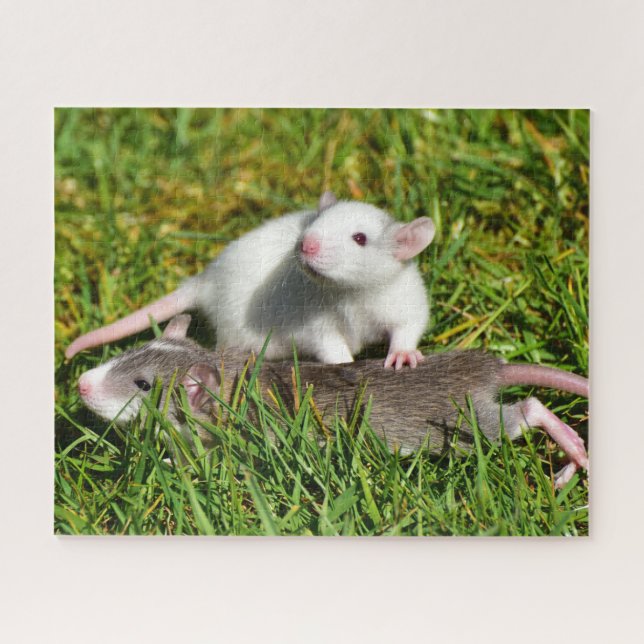 Cute Baby Pet Rats in the grass Jigsaw Puzzle (Horizontal)