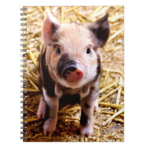 Cute Baby Pig Notebook